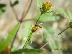 Sphaerophoria contigua