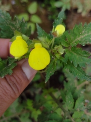 Calceolaria