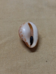 Notocypraea angustata