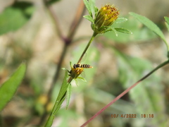 Sphaerophoria contigua