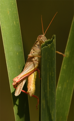 Melanoplus yarrowii