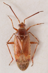 Alloeotomus germanicus