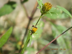 Sphaerophoria contigua