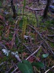 Malaxis macrostachya