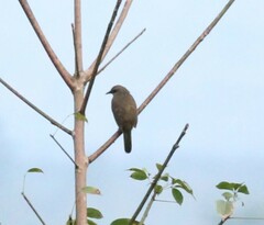 Pycnonotus