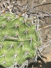 Opuntia polyacantha