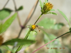 Sphaerophoria contigua