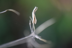 Prionosciadium humile