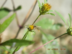 Sphaerophoria contigua