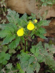Calceolaria