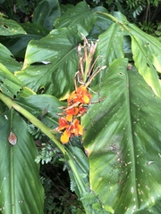 Hedychium gardnerianum