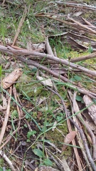 Pterostylis pedunculata