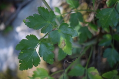 Prionosciadium humile