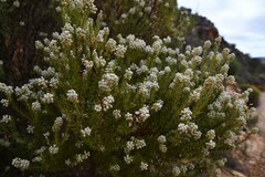 Diosma