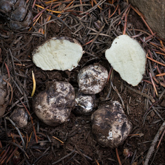 Rhizopogon parksii