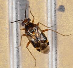 Deraeocoris pallens