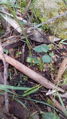 Pterostylis pedunculata