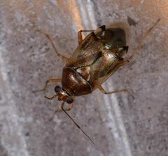 Deraeocoris pallens
