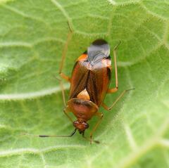 Deraeocoris ruber