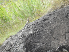 Psammophilus dorsalis