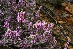 Erica inaequalis