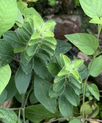 Tetramerium nervosum