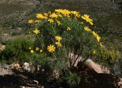Euryops speciosissimus