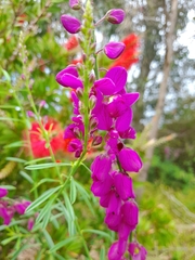 Polygala virgata