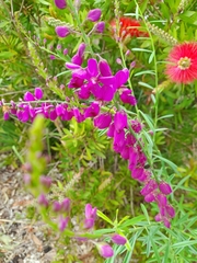 Polygala virgata
