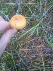 Gymnopilus penetrans