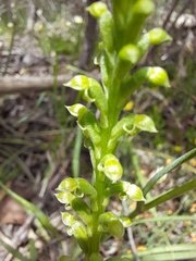 Microtis arenaria