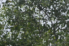 Sonneratia caseolaris