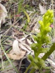 Microtis arenaria