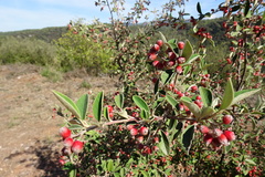 Cotoneaster pannosus