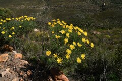 Euryops speciosissimus