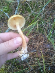 Gymnopilus penetrans