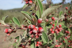 Cotoneaster pannosus