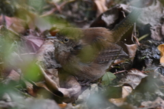 Troglodytes hiemalis