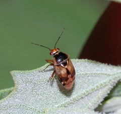 Deraeocoris serenus