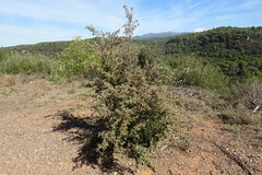 Cotoneaster pannosus