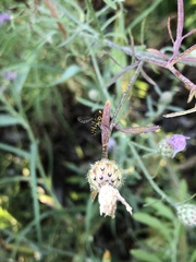 Toxomerus occidentalis