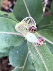 Asclepias speciosa