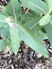 Asclepias speciosa