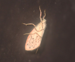 Miltochrista irregularis