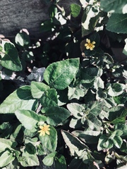 Calyptocarpus vialis