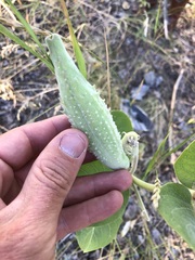 Asclepias speciosa