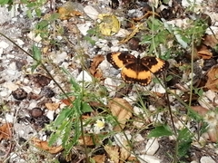 Chlosyne lacinia adjutrix