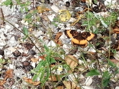 Chlosyne lacinia adjutrix