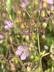 Geranium ornithopodon