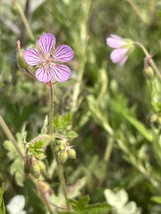 Geranium ornithopodon